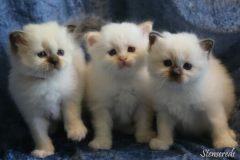 4 veckor: Penny, Perino och Polly