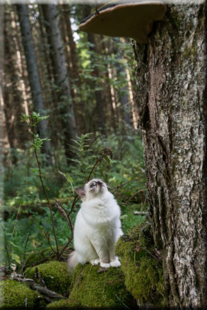 Disa i skogen Foto: Madeleine Lunde Tylenda