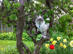 SE*Stensereds Dexter, 6 månader. Härligt att få klättra i träd!