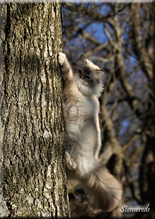Embla älskar att rusa upp i träd!